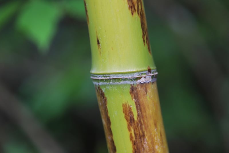 Bamboo Sunglasses